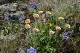 Erigeron allochrous