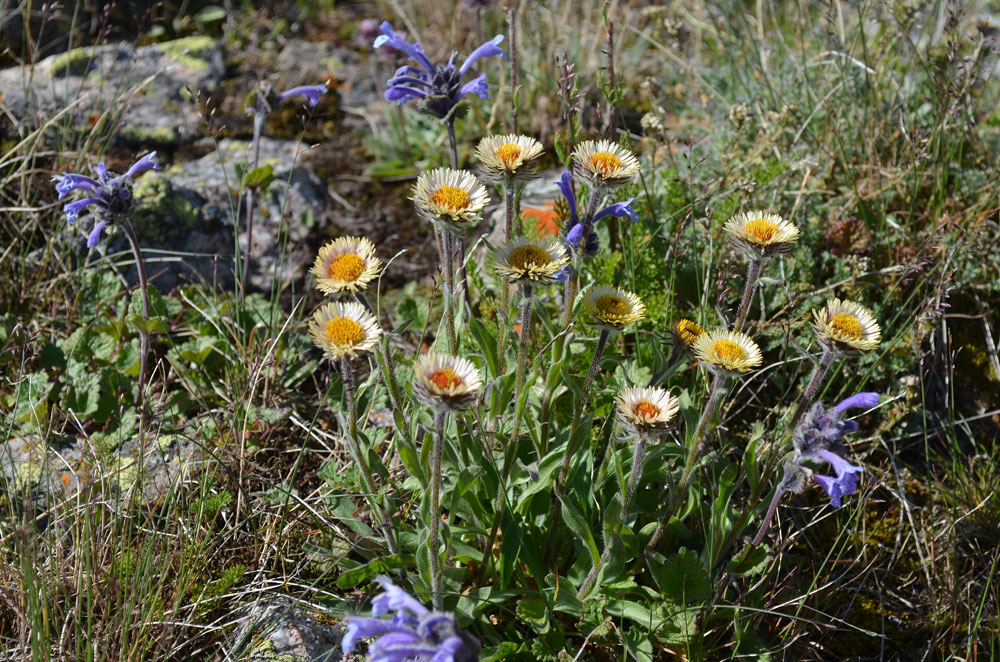 Изображение особи Erigeron allochrous.