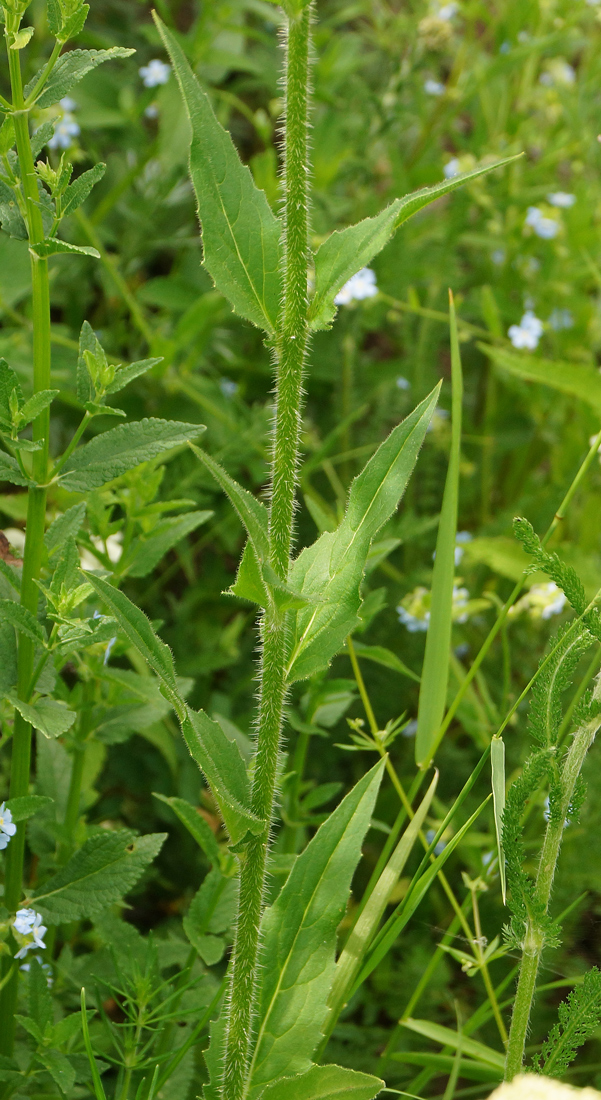 Изображение особи Hesperis sibirica.