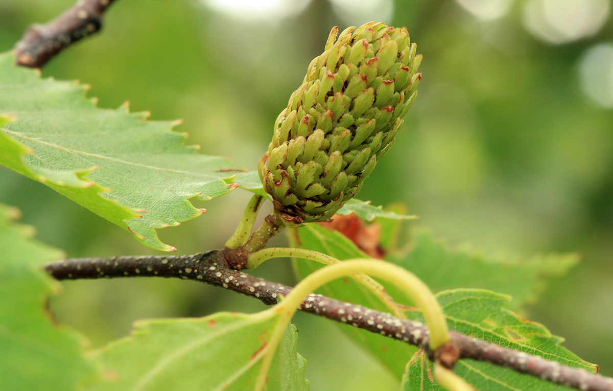 Изображение особи Betula ermanii.