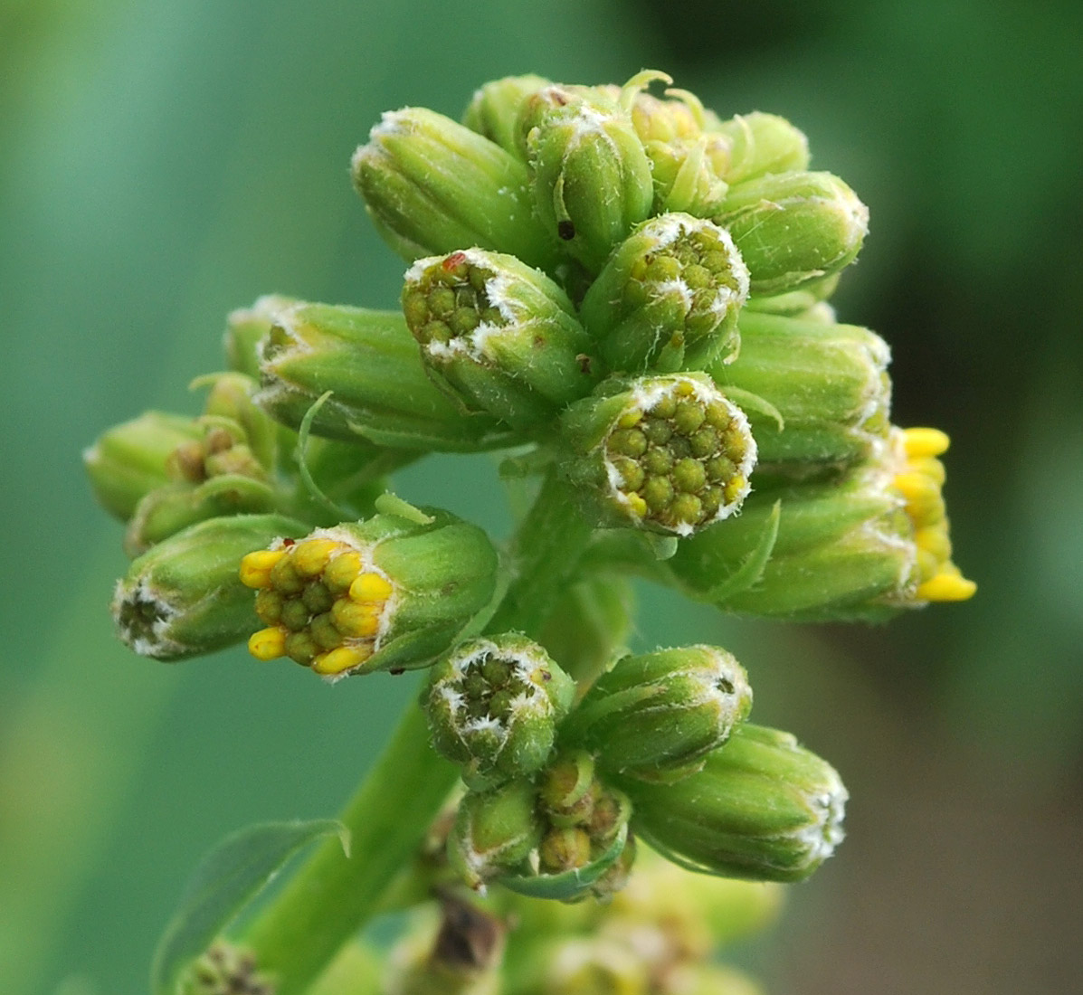 Image of Ligularia heterophylla specimen.