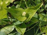 Maianthemum bifolium