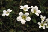 Saxifraga granulata. Цветки. ФРГ, земля Северный Рейн-Вестфалия, р-н Ойскирхен, окр. г. Бад-Мюнстерайфель, травянистый склон у обочины дороги. 27 мая 2010 г.