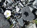 Cerastium lithospermifolium