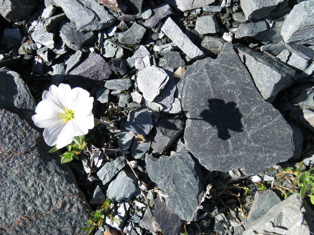 Image of Cerastium lithospermifolium specimen.