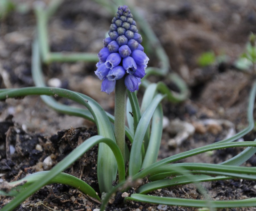 Image of Muscari armeniacum specimen.