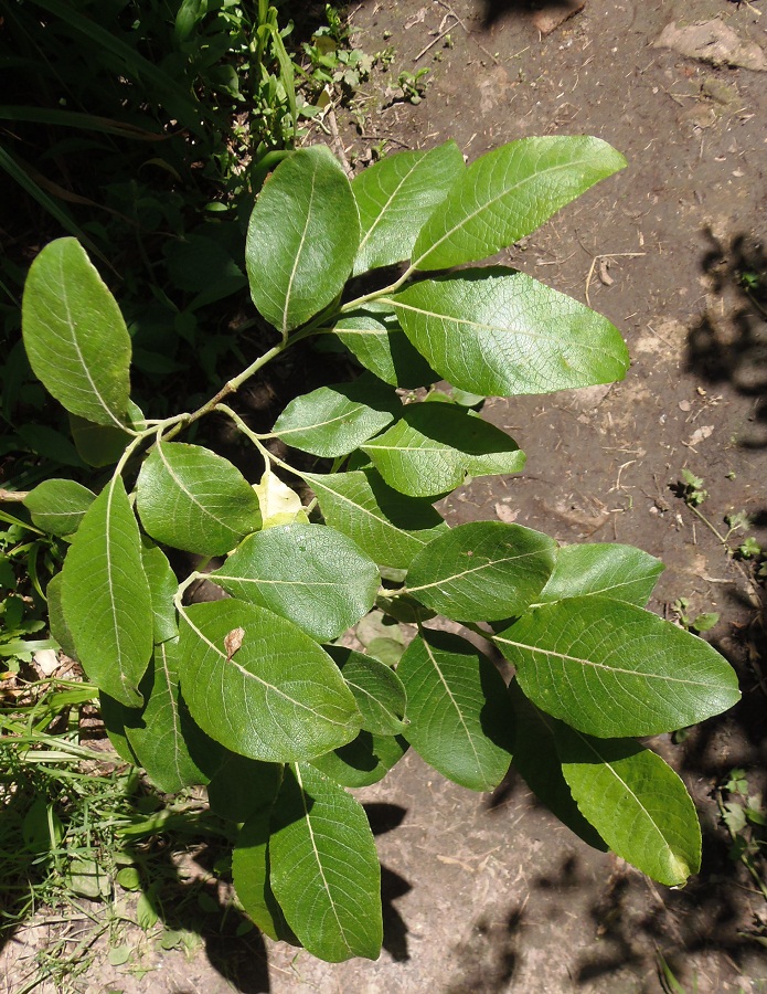 Image of Salix caprea specimen.