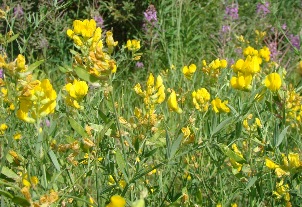 Изображение особи Lathyrus pratensis.