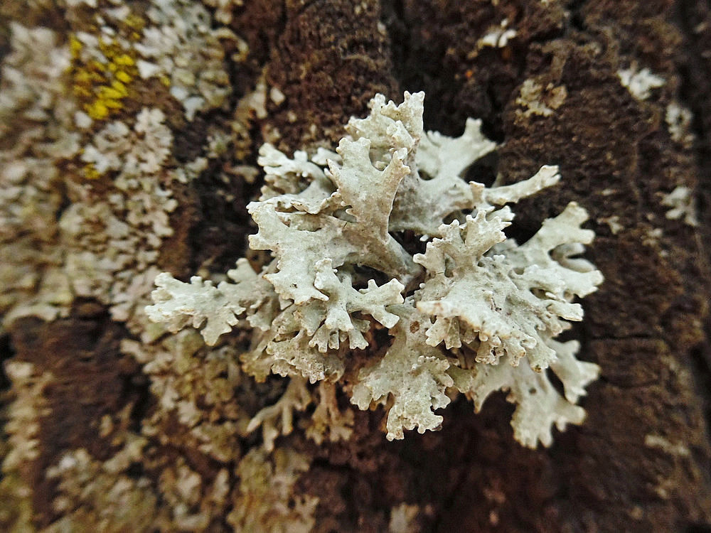 Image of Evernia prunastri specimen.