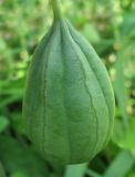 Aristolochia contorta