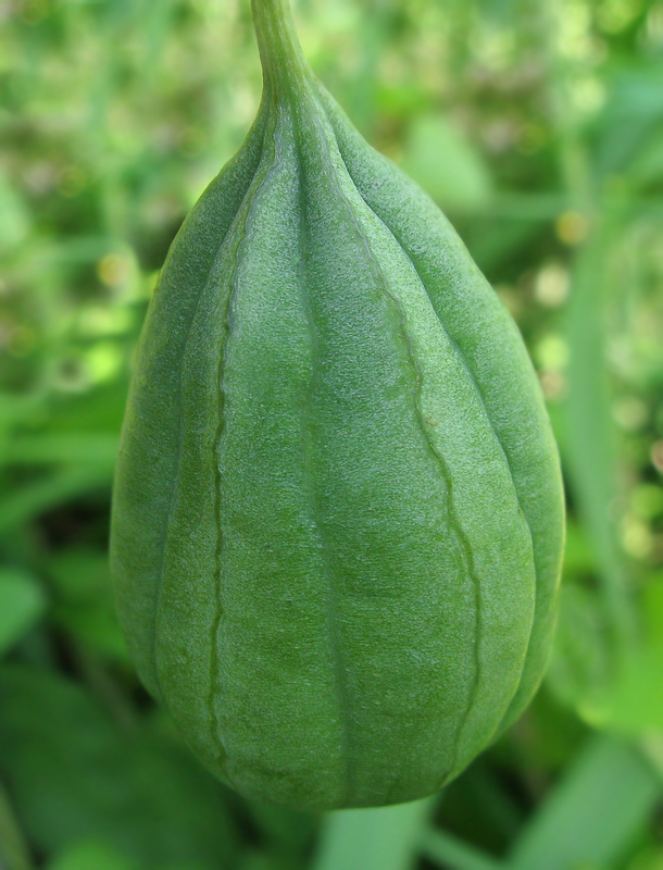 Изображение особи Aristolochia contorta.