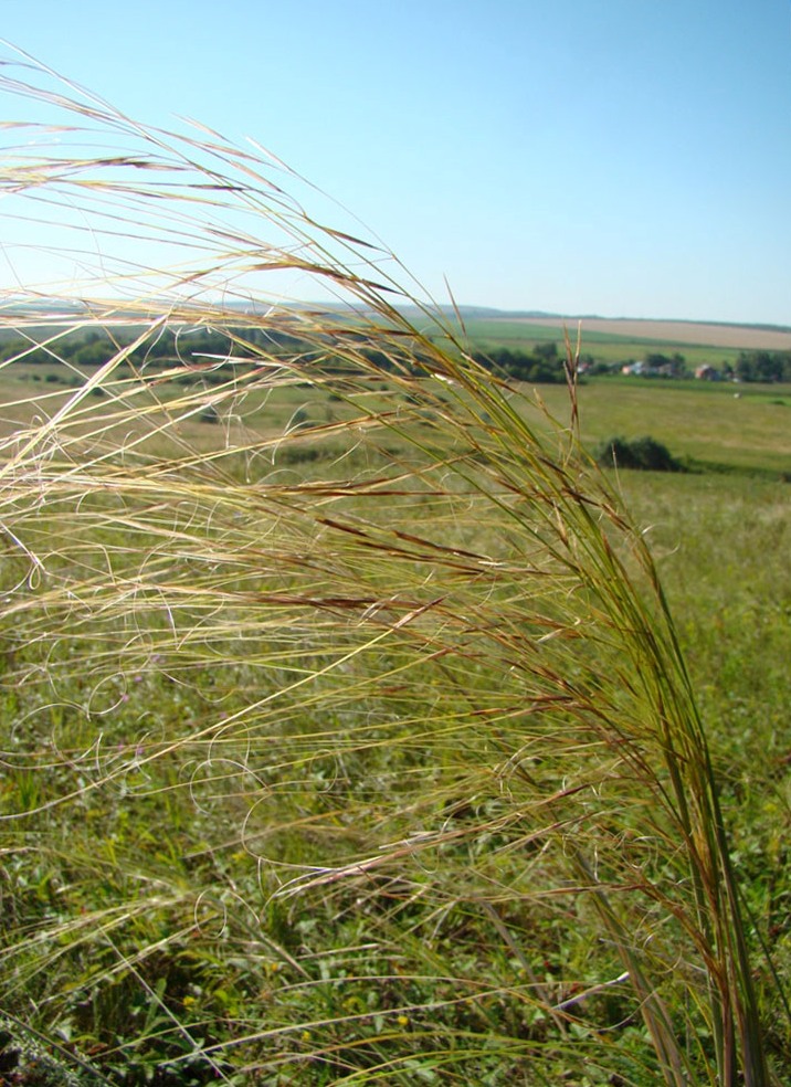 Изображение особи Stipa capillata.