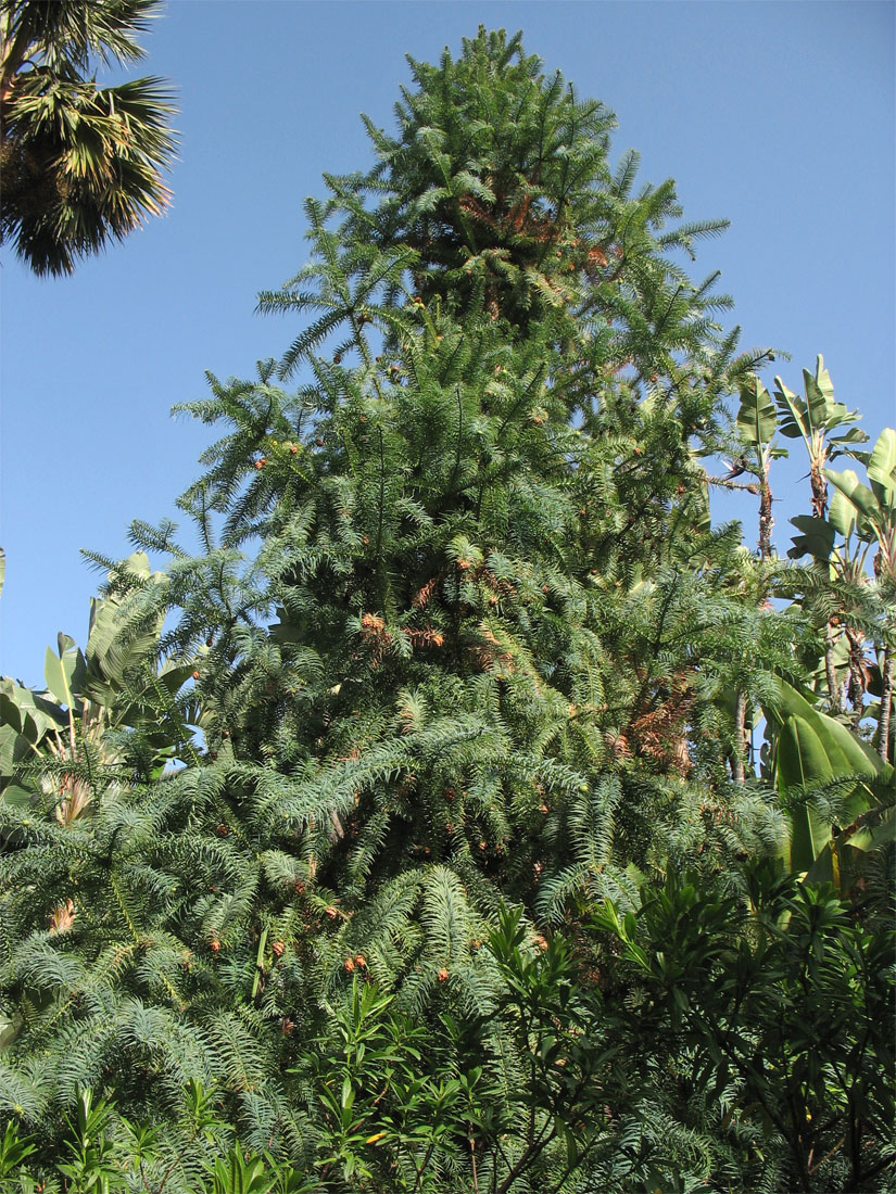 Image of Cunninghamia konishii specimen.