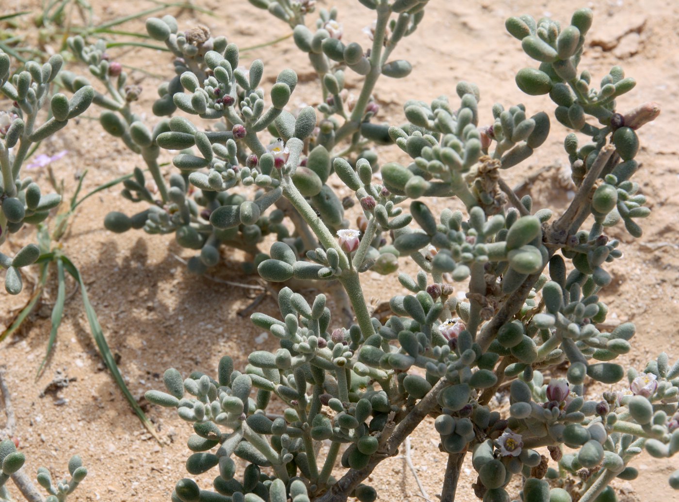 Изображение особи Tetraena alba.