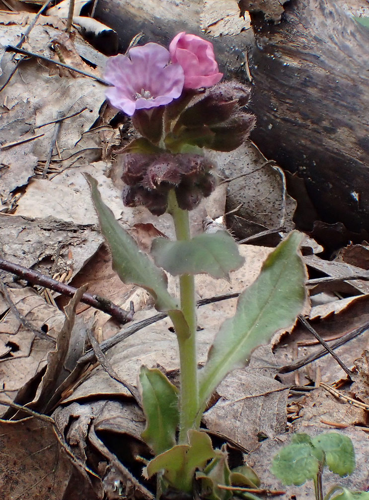 Image of Pulmonaria obscura specimen.