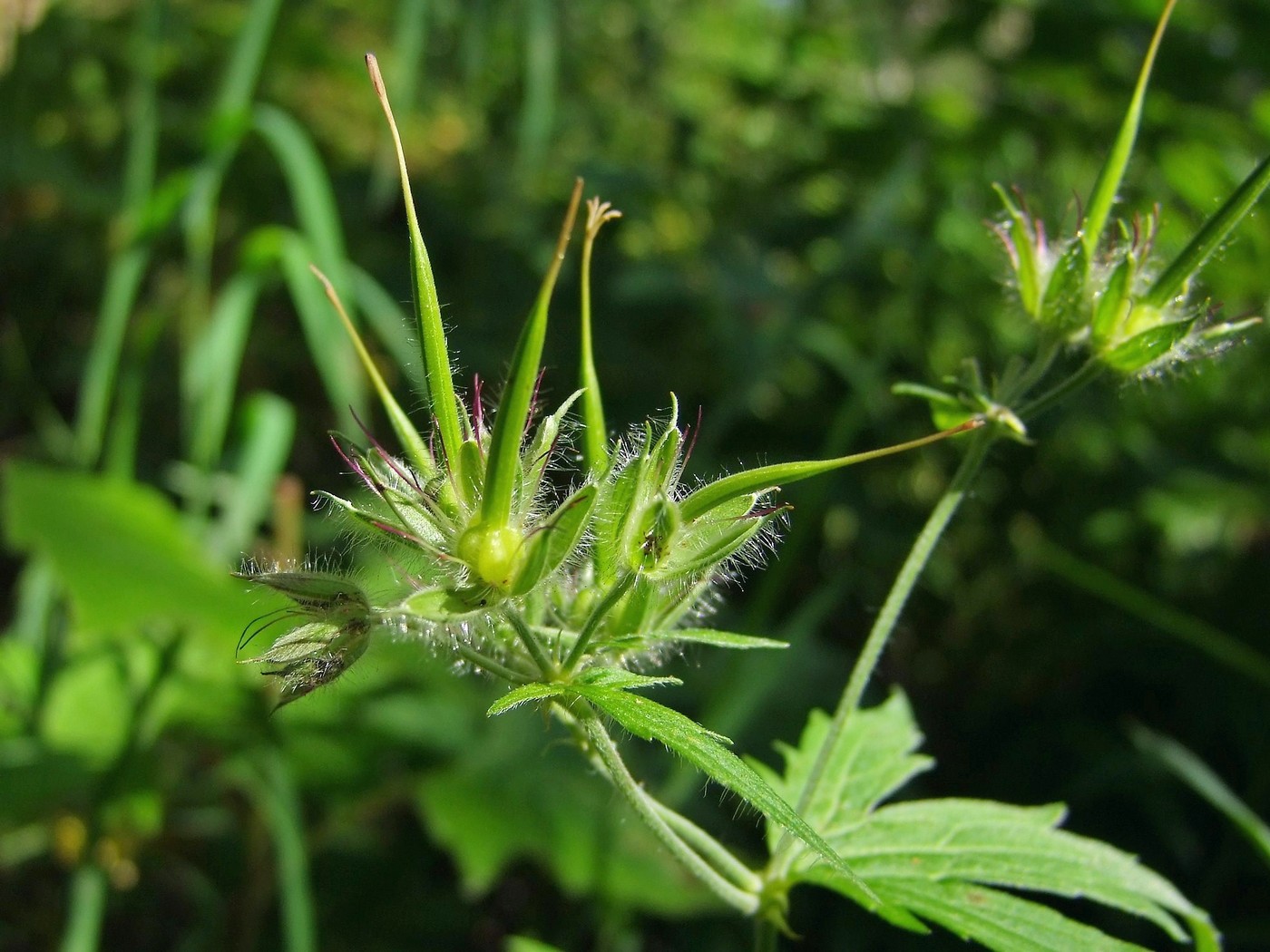 Изображение особи Geranium erianthum.