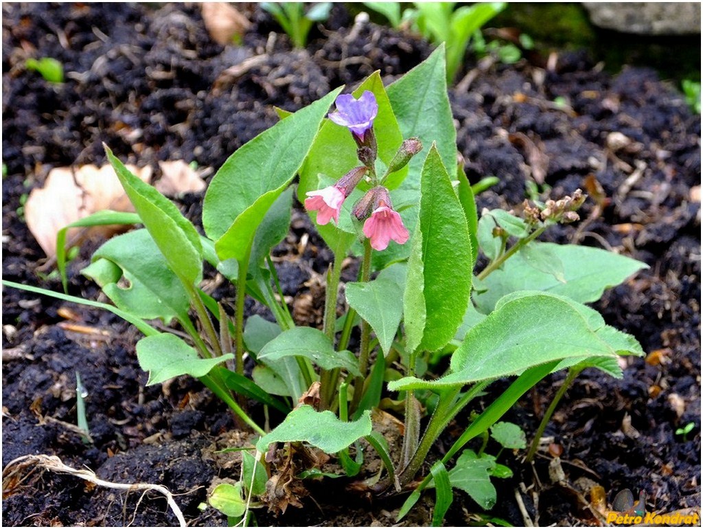 Изображение особи Pulmonaria obscura.
