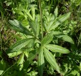 Anemone sylvestris. Прикорневые листья. Ростовская обл., окр. г. Азов, среди кустарников. 05.05.2017.