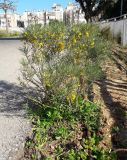 Senna artemisioides