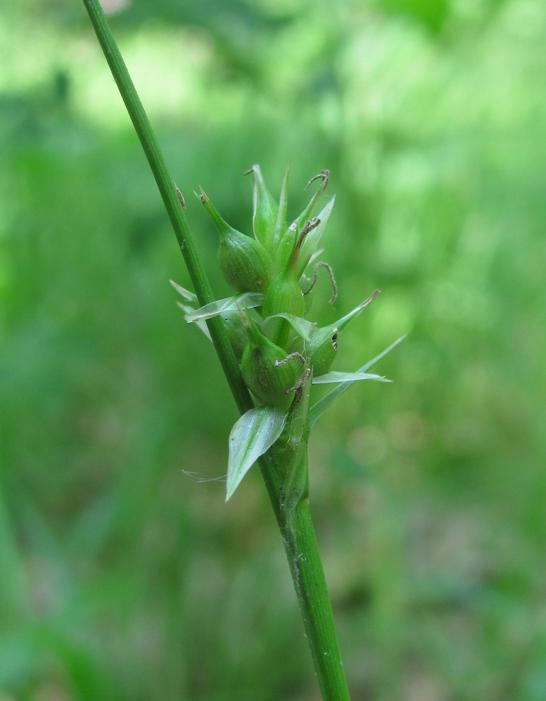 Изображение особи Carex michelii.