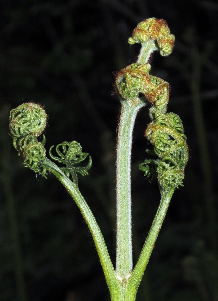 Image of Pteridium aquilinum specimen.