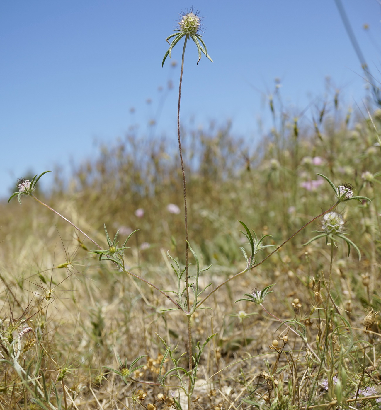 Image of Lomelosia divaricata specimen.