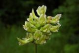 Astragalus glycyphyllos