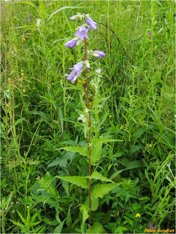 Image of Campanula trachelium specimen.