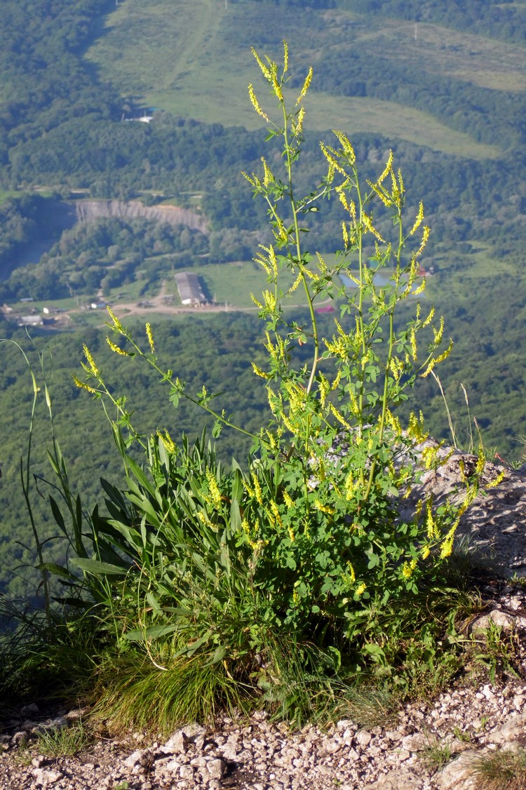 Изображение особи Melilotus officinalis.