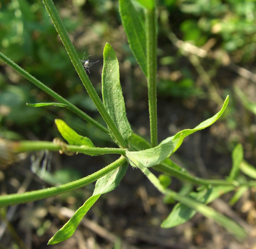 Image of Erigeron annuus specimen.