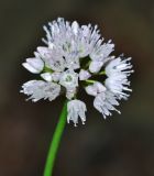 Allium prokhanovii