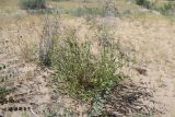 Astragalus petunnikowii