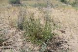 Astragalus petunnikowii