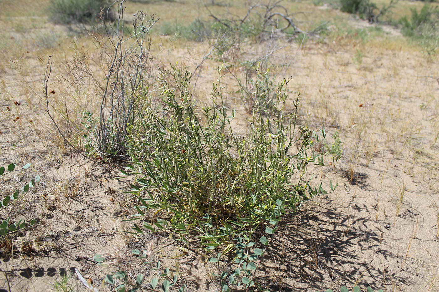 Изображение особи Astragalus petunnikowii.