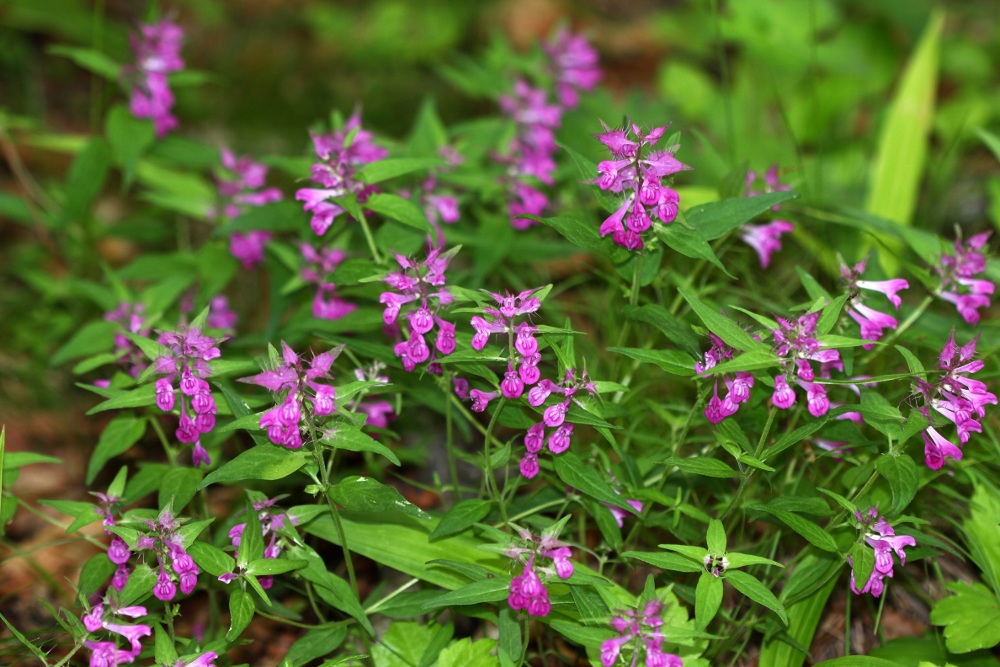 Image of Melampyrum setaceum specimen.