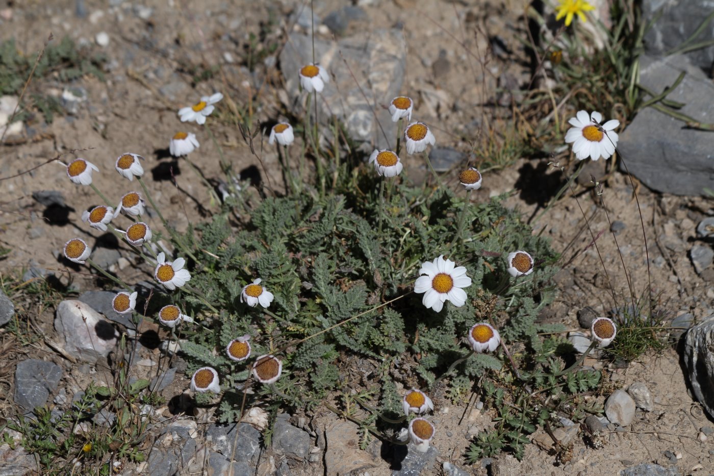 Image of Richteria pyrethroides specimen.