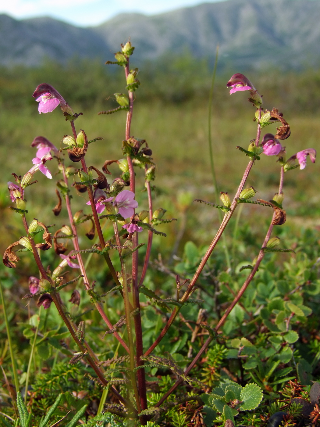 Изображение особи Pedicularis adunca.