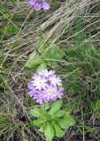 Primula algida