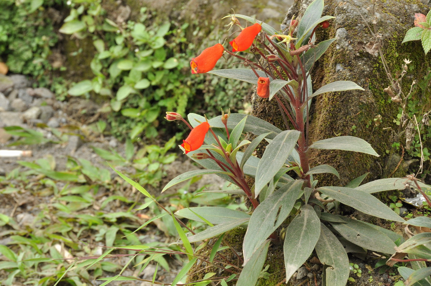 Image of Seemannia sylvatica specimen.