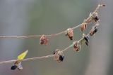 Fallopia convolvulus