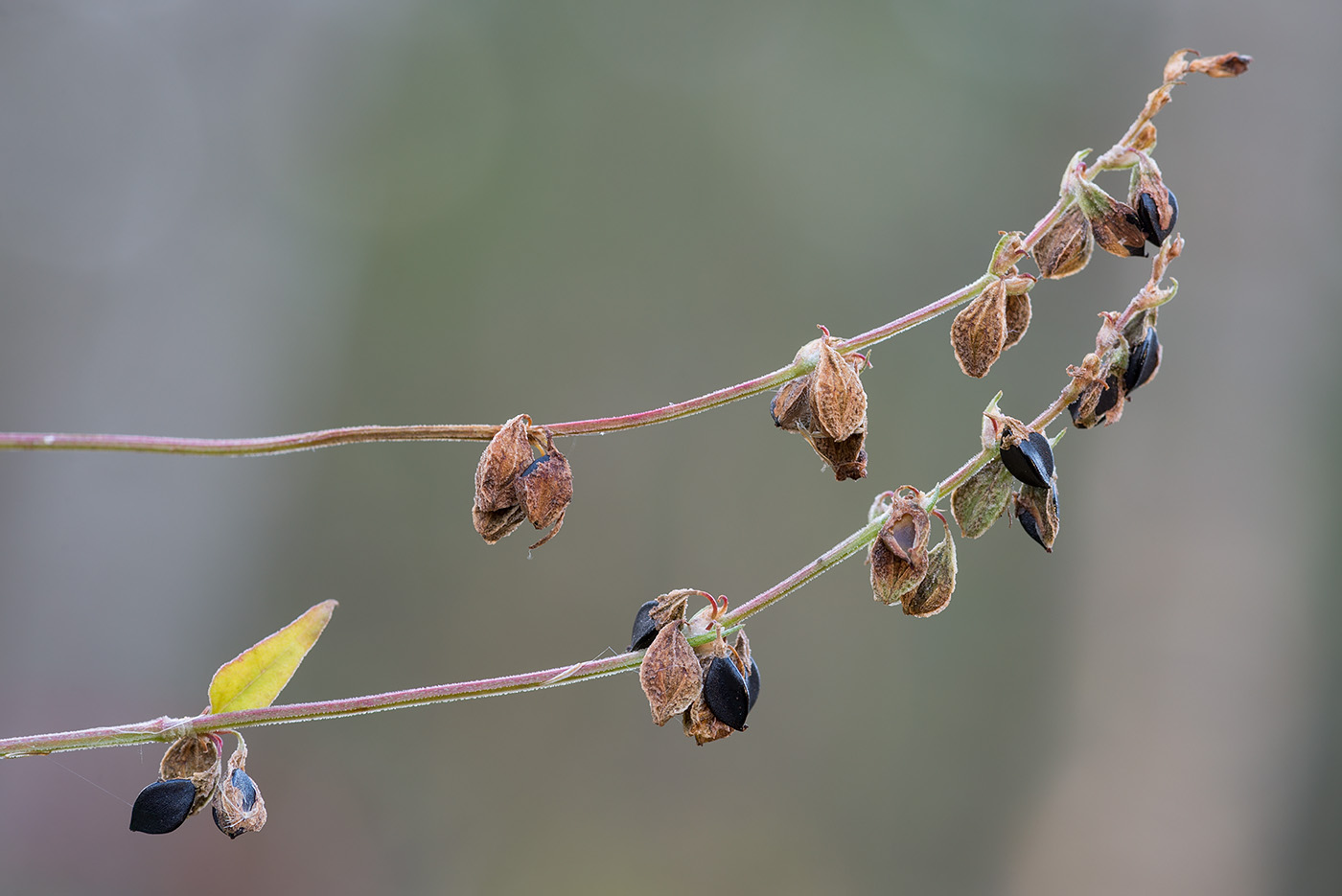 Изображение особи Fallopia convolvulus.