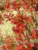 Vaccinium uliginosum. Побеги с листьями в осенней окраске. Магаданская обл., Ольский р-н, бассейн р. Омчик, р. Верхний Омчик, мохово-лишайниковая поляна в зарослях кедрового стланика. 22.09.2011.