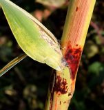 Sorghum saccharatum