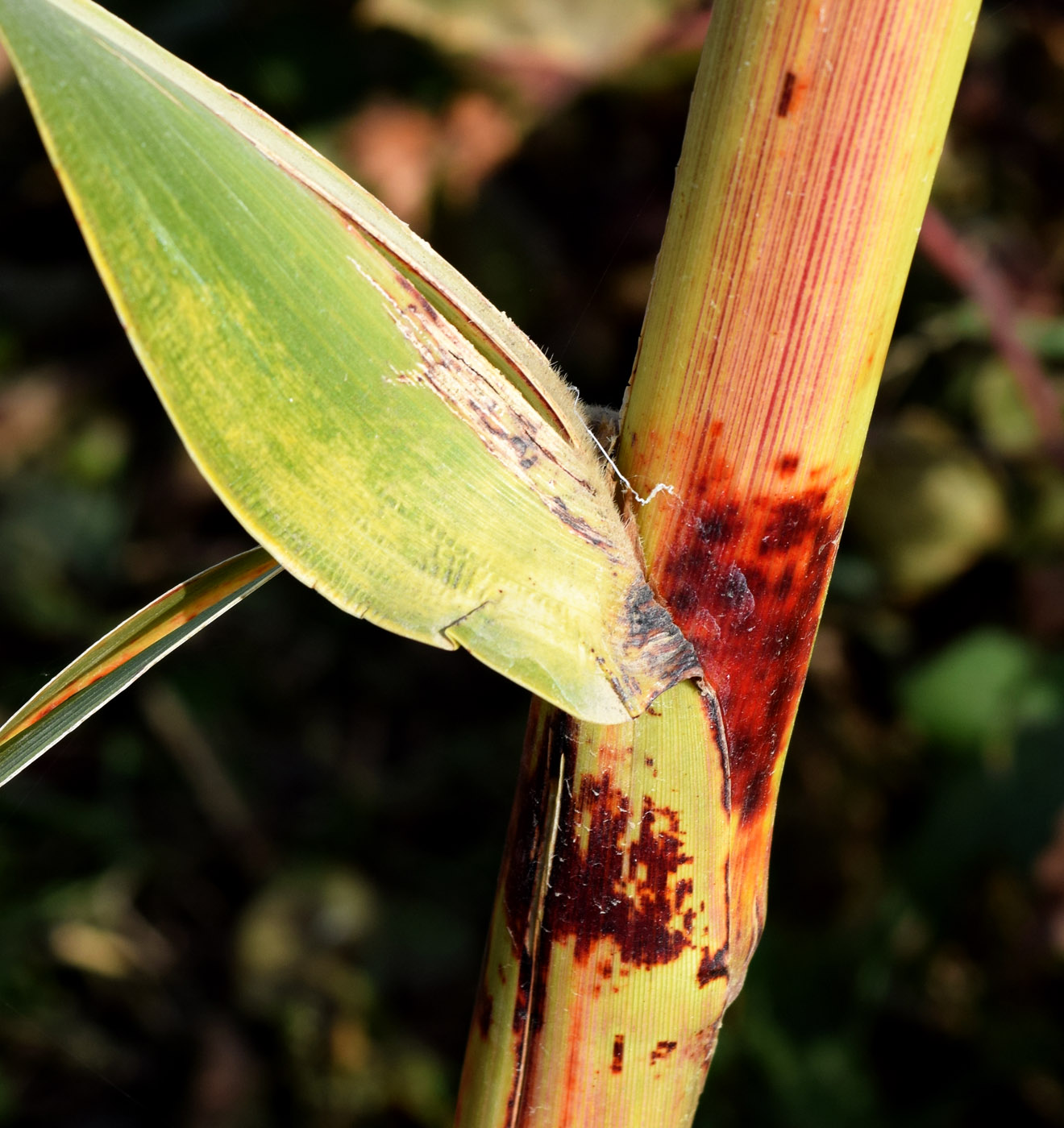 Изображение особи Sorghum saccharatum.