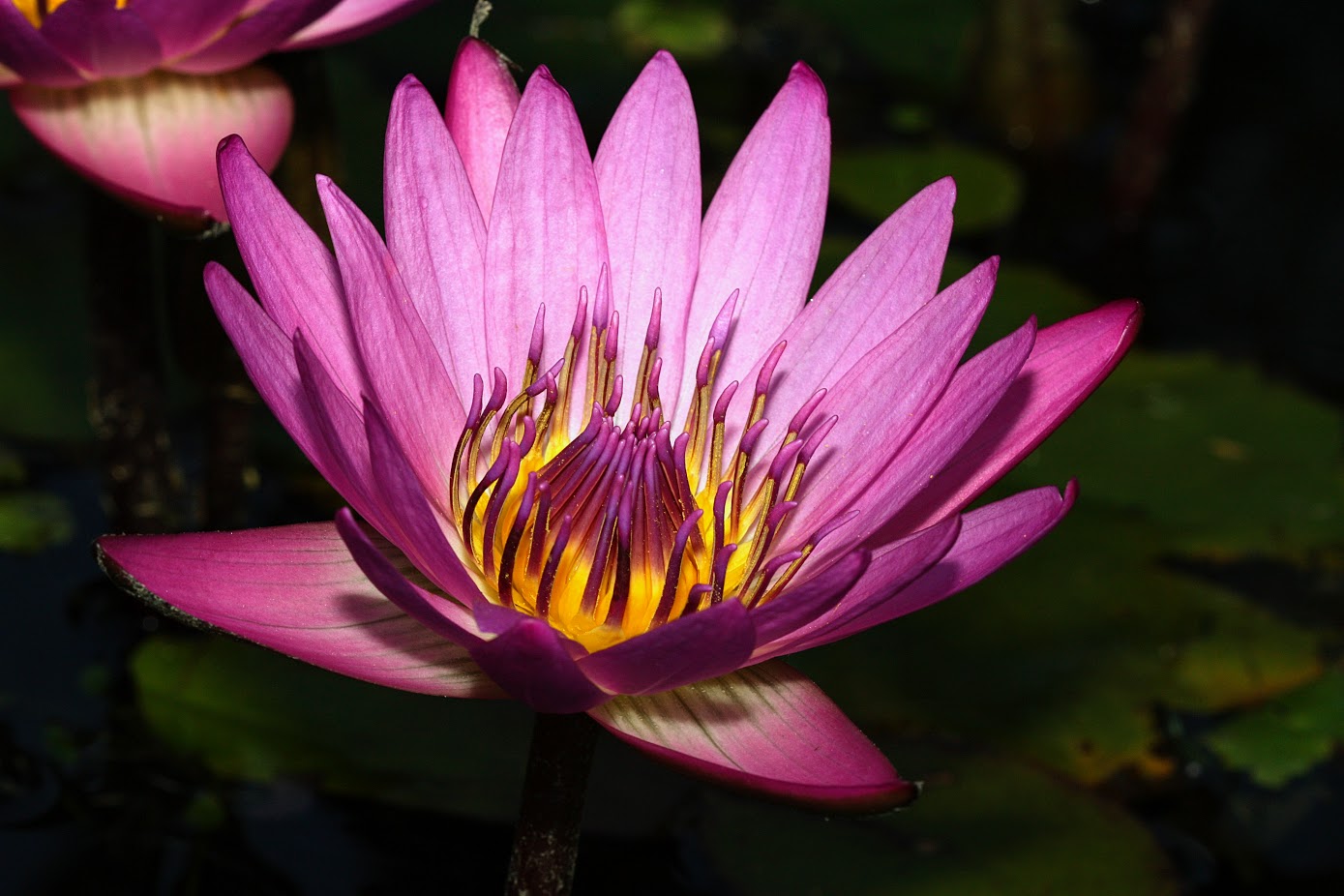 Image of Nymphaea odorata specimen.