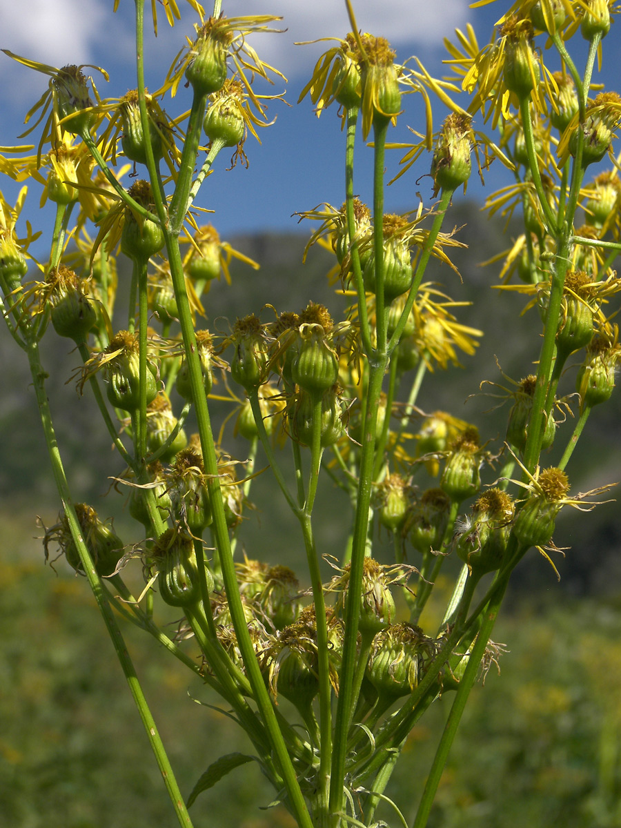 Изображение особи Tephroseris cladobotrys.