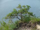 Caragana arborescens. Плодоносящее деревце на краю утёса. Иркутская обл., Шелеховский р-н, окр. с. Введенщина, высокий правый берег р. Иркут. 11.06.2017.