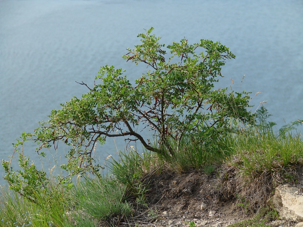 Image of Caragana arborescens specimen.