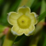 Alyogyne hakeifolia