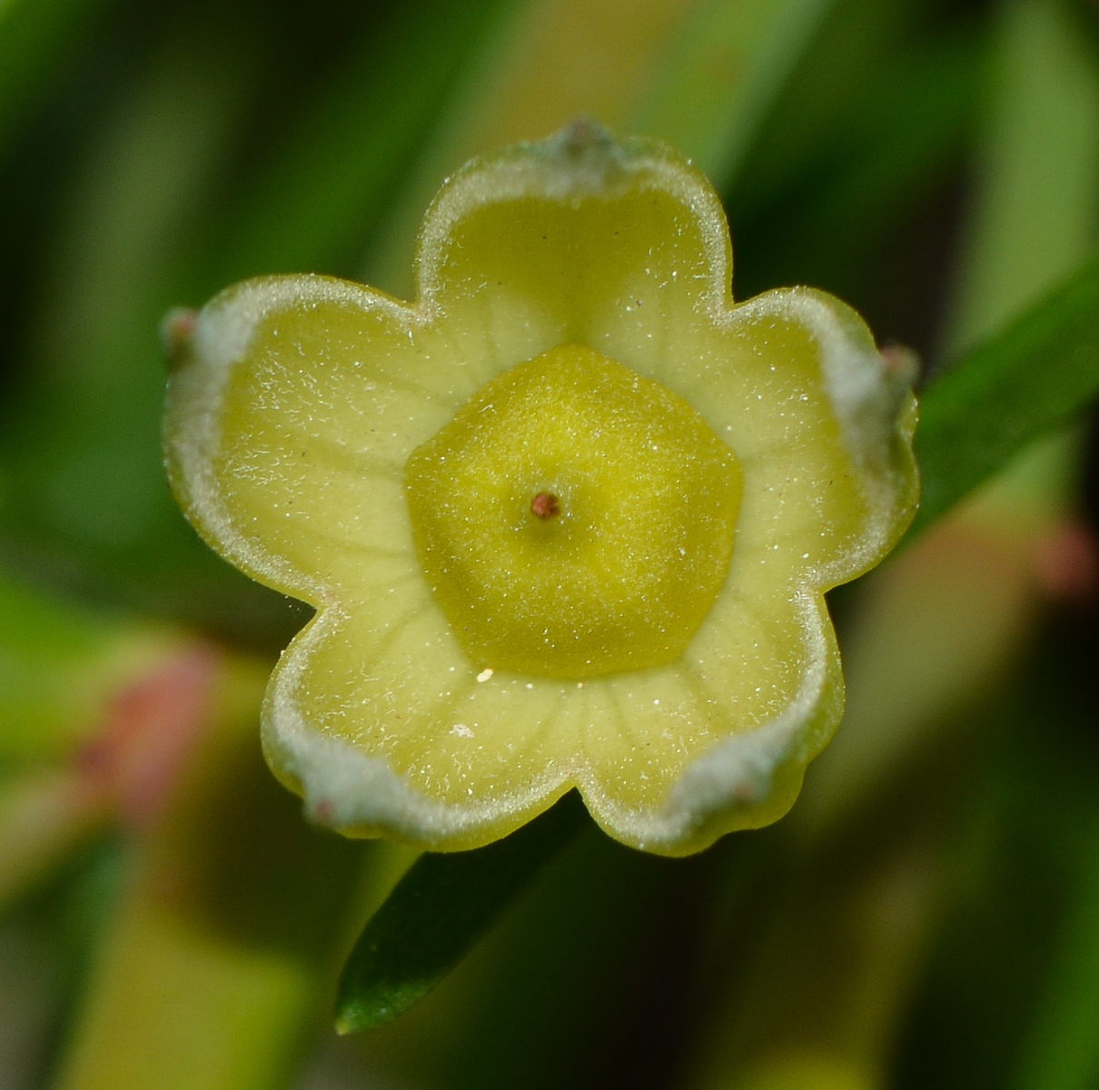 Image of Alyogyne hakeifolia specimen.